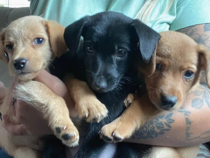 Cachorro ra a Sem raca definida  idade Abaixo de 2 meses nome Sem nome definido 