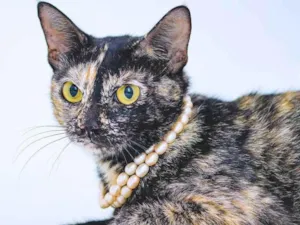 Gato raça SRD-ViraLata idade 1 ano nome Olivina