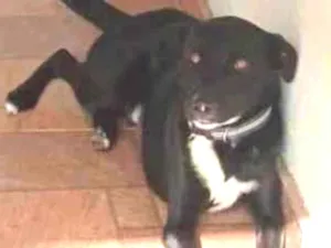 Cachorro raça srd idade 1 ano nome THOR