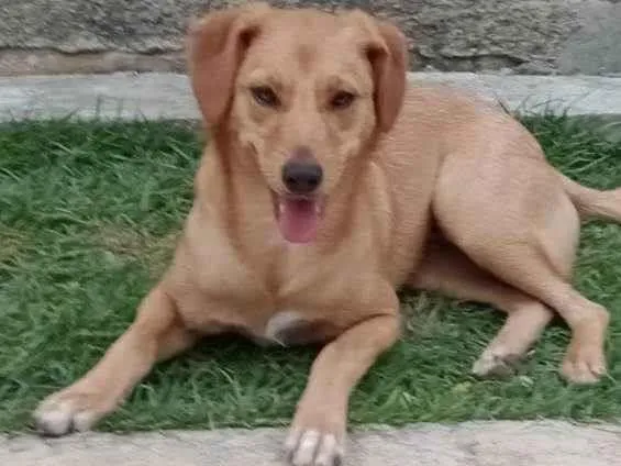 Cachorro raça Srd idade 2 a 6 meses nome BORES