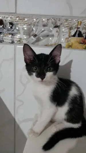 Gato raça  idade 2 a 6 meses nome *nenhum*