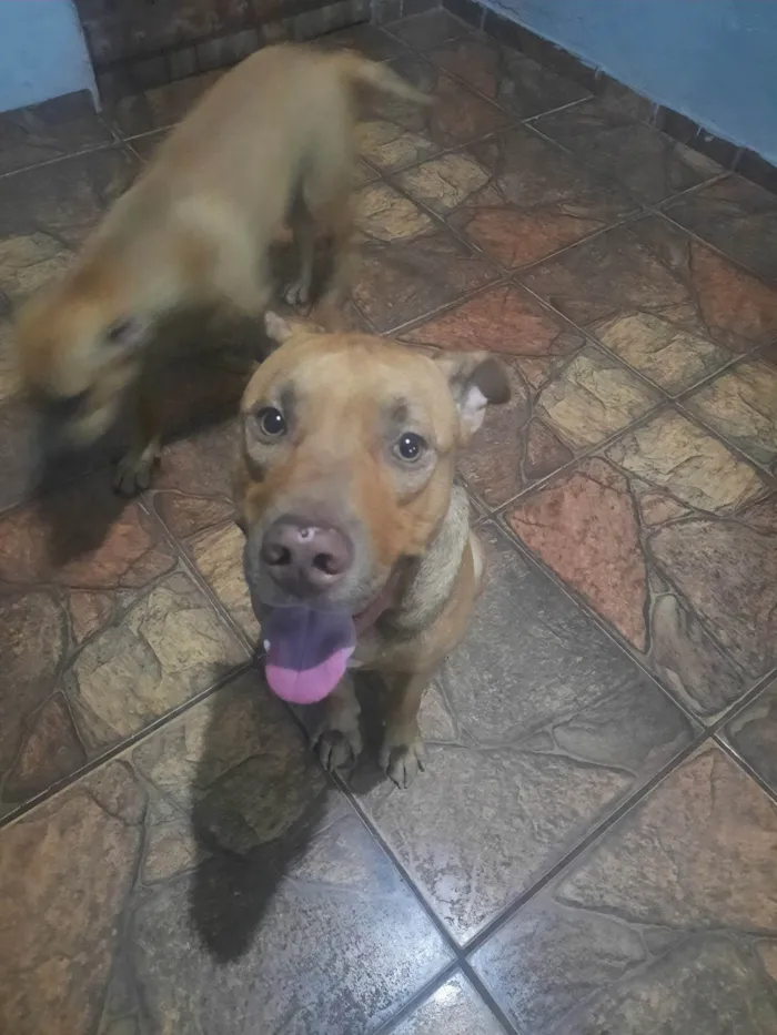 Cachorro ra a Pit-Bull idade 1 ano nome Maik