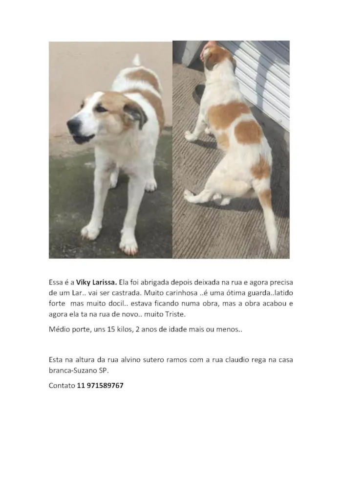 Cachorro ra a SRD-ViraLata idade 2 anos nome Vicky Larissa