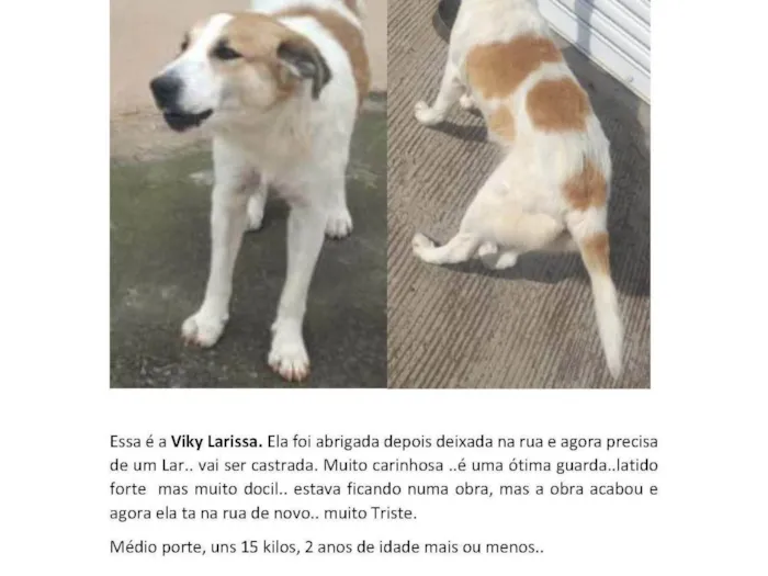 Cachorro ra a SRD-ViraLata idade 2 anos nome Vicky Larissa