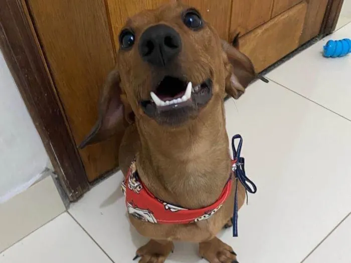 Cachorro ra a Salsicha - Dachshund idade 2 anos nome Dimi