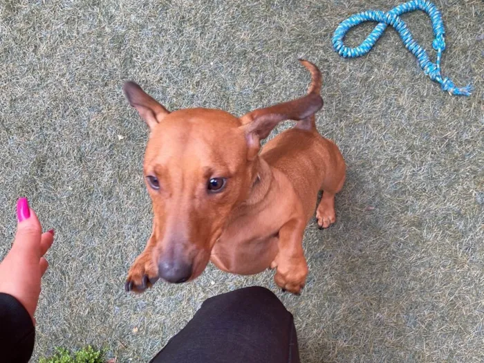 Cachorro ra a Salsicha - Dachshund idade 2 anos nome Dimi