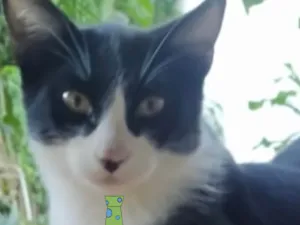 Gato raça Mestico  idade 2 a 6 meses nome Dudu 