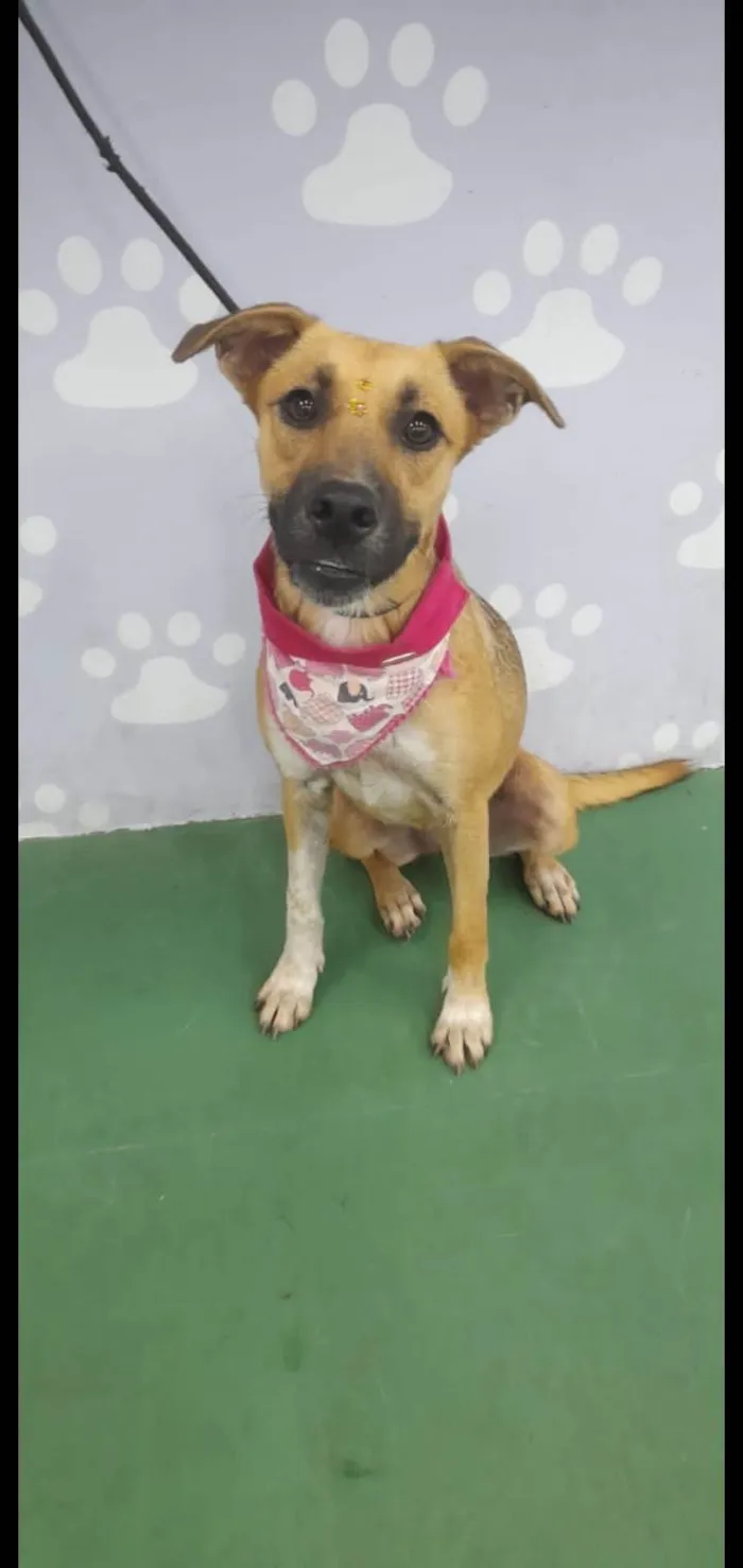 Cachorro ra a SRD idade 7 a 11 meses nome Sophia