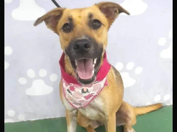 Cachorro ra a SRD idade 7 a 11 meses nome Sophia