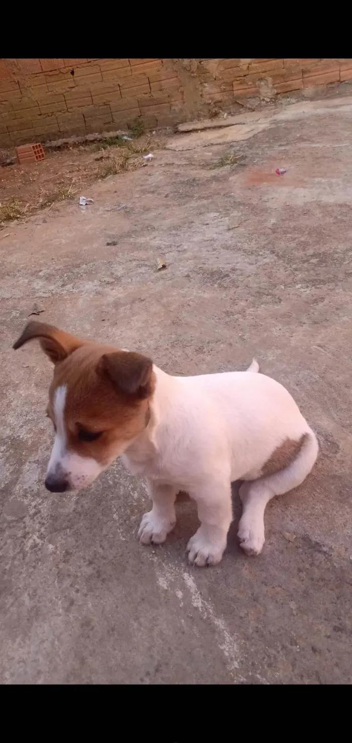 Cachorro ra a SRD-ViraLata idade 1 ano nome Zara 