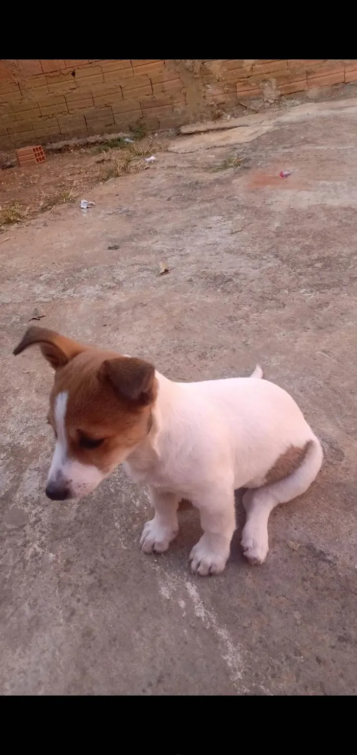 Cachorro raça SRD-ViraLata idade 1 ano nome Zara 