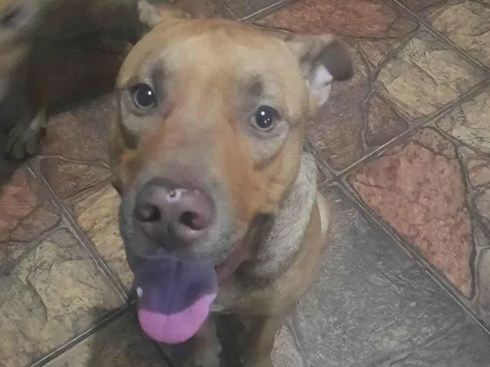 Cachorro ra a Pit-Bull idade 1 ano nome Maik