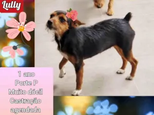 Cachorro raça SRD-ViraLata idade 1 ano nome Lully