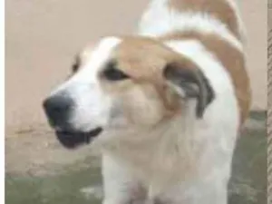 Cachorro raça SRD-ViraLata idade 2 anos nome Vicky Larissa