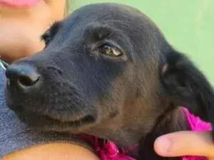 Cachorro raça SRD-ViraLata idade 2 a 6 meses nome TAZ