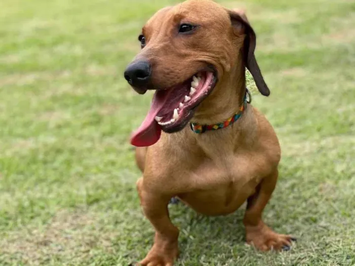 Cachorro ra a Salsicha - Dachshund idade 2 anos nome Dimi