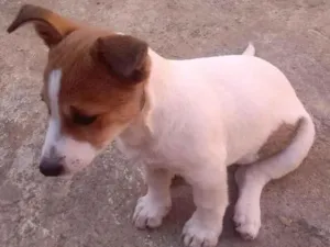 Cachorro raça SRD-ViraLata idade 1 ano nome Zara 