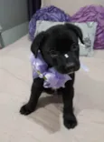Bolt e Pérola