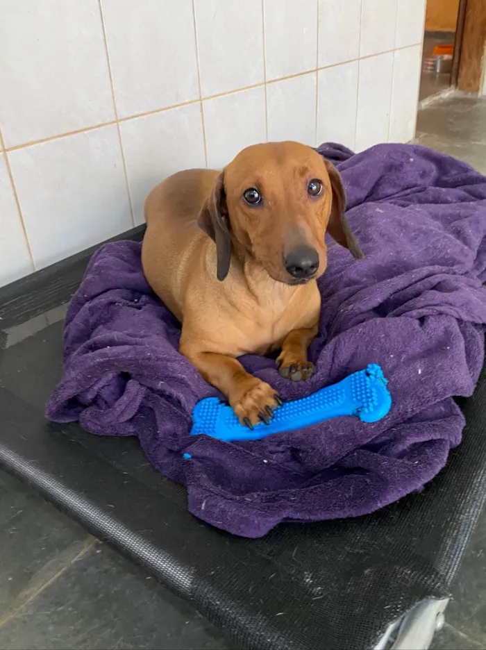 Cachorro ra a Salsicha - Dachshund idade 2 anos nome Dimi