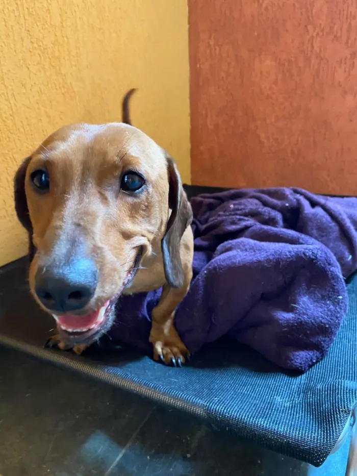 Cachorro ra a Salsicha - Dachshund idade 2 anos nome Dimi