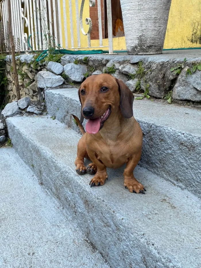 Cachorro ra a Salsicha - Dachshund idade 2 anos nome Dimi