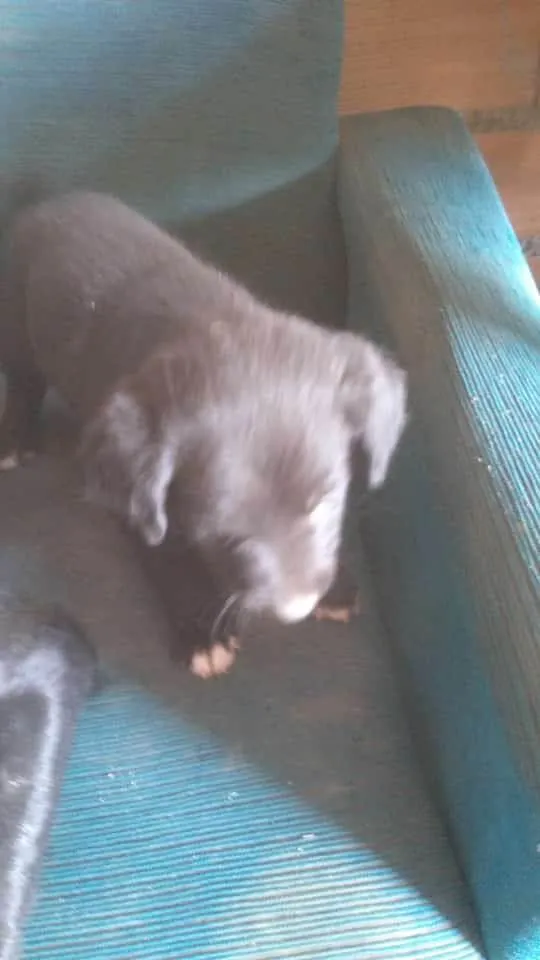 Cachorro ra a SRD-ViraLata idade 2 a 6 meses nome Icaro