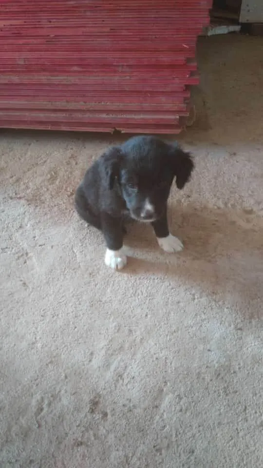 Cachorro ra a SRD-ViraLata idade 2 a 6 meses nome Wagner 