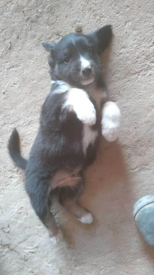 Cachorro ra a SRD-ViraLata idade 2 a 6 meses nome Denise 