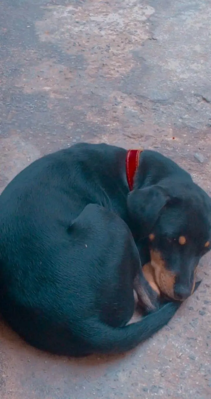 Cachorro ra a Vira lata  idade 1 ano nome Thor