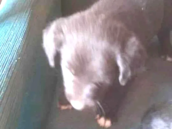 Cachorro ra a SRD-ViraLata idade 2 a 6 meses nome Icaro