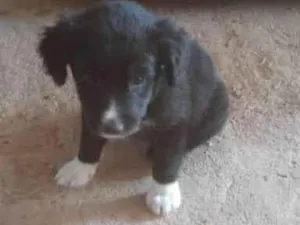 Cachorro raça SRD-ViraLata idade 2 a 6 meses nome Wagner 