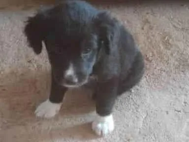 Cachorro ra a SRD-ViraLata idade 2 a 6 meses nome Wagner 