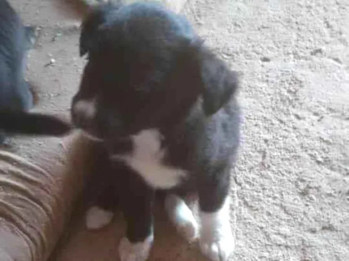 Cachorro ra a SRD-ViraLata idade 2 a 6 meses nome Bruna 