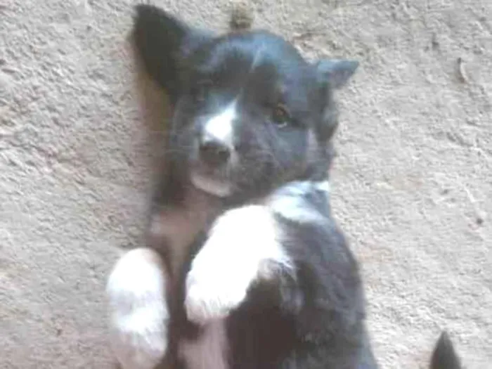 Cachorro ra a SRD-ViraLata idade 2 a 6 meses nome Denise 