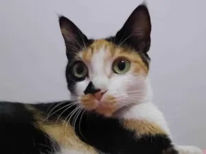 Gato raça SRD-ViraLata idade 1 ano nome OLIVIAH