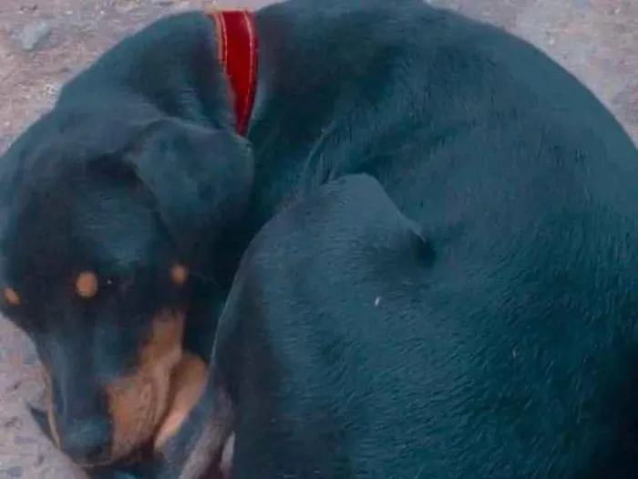 Cachorro ra a Vira lata  idade 1 ano nome Thor