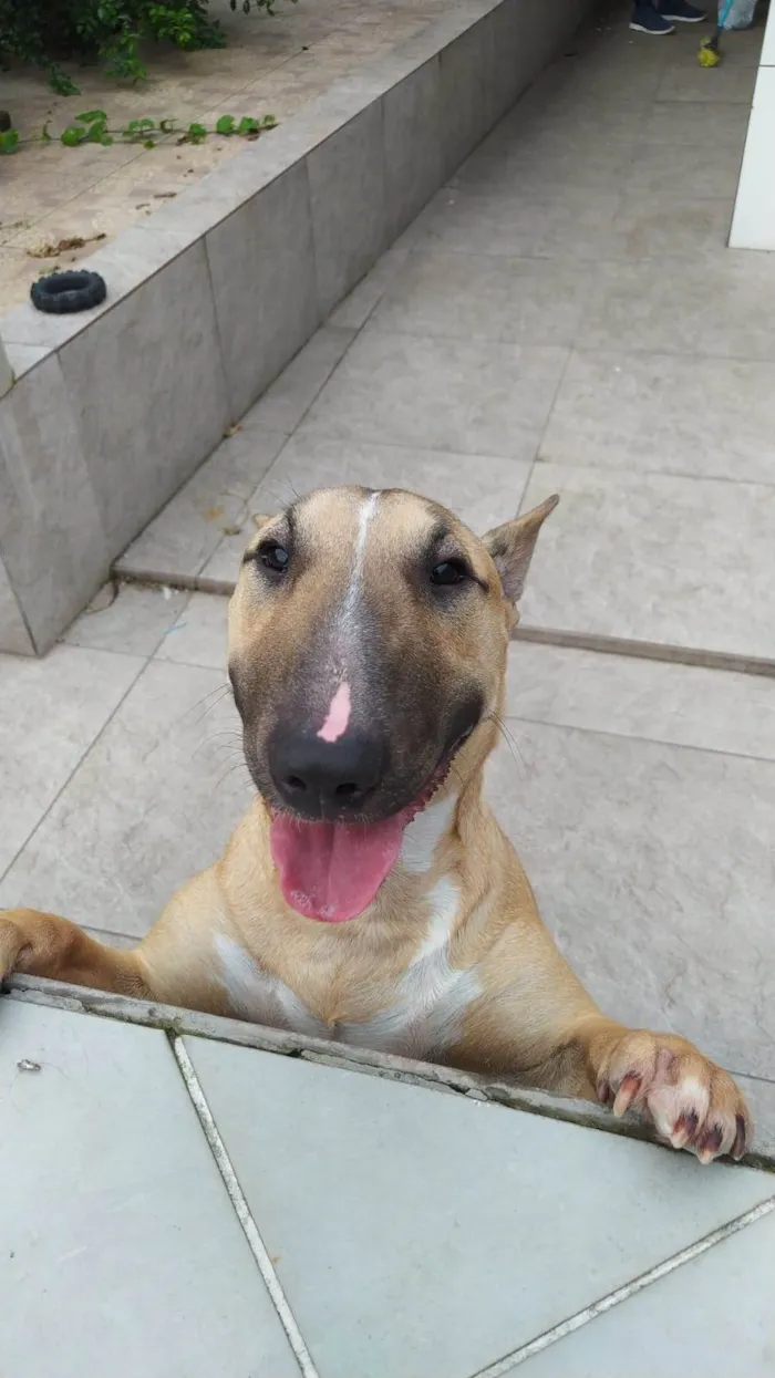 Cachorro ra a Bullterrier idade 7 a 11 meses nome Maria Júlia (Maju)