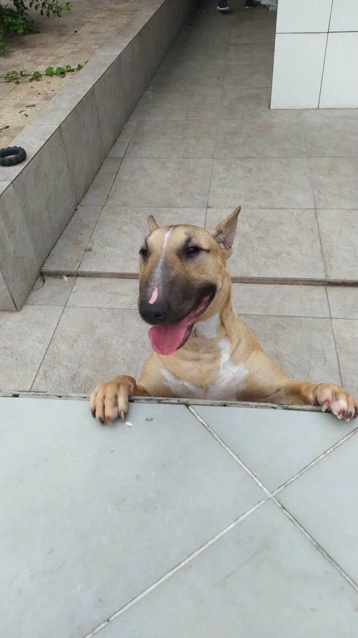 Cachorro ra a Bullterrier idade 7 a 11 meses nome Maria Júlia (Maju)