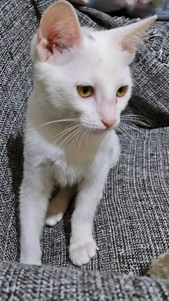 Gato raça SRD-ViraLata idade 2 a 6 meses nome CLARA BELA