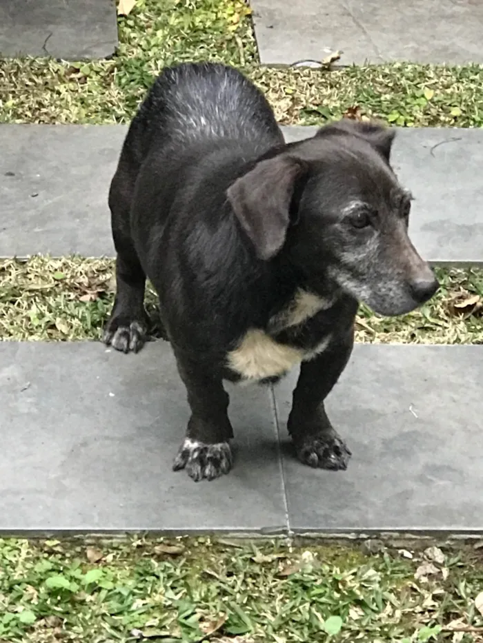 Cachorro ra a  idade 6 ou mais anos nome Filo