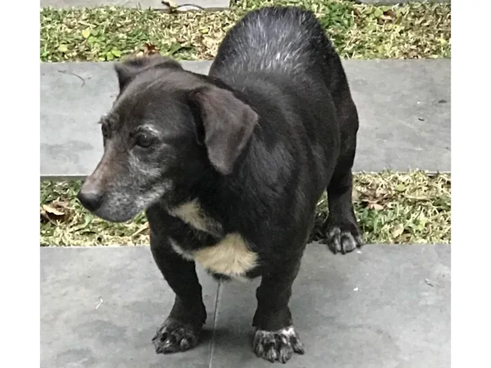 Cachorro ra a  idade 6 ou mais anos nome Filo