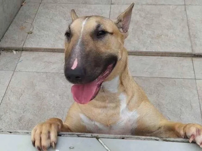 Cachorro ra a Bullterrier idade 7 a 11 meses nome Maria Júlia (Maju)