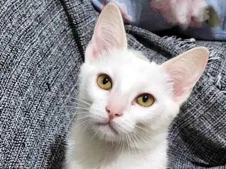 Gato raça SRD-ViraLata idade 2 a 6 meses nome CLARA BELA