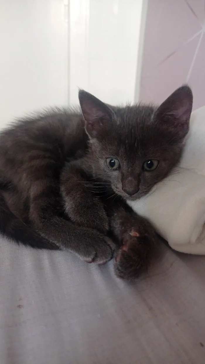 Gato ra a SRD-ViraLata idade 2 a 6 meses nome Gato
