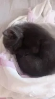 Gato