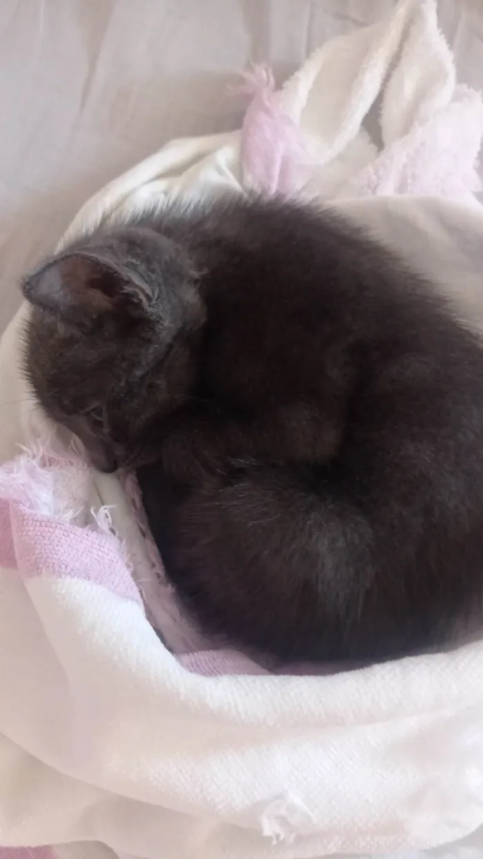 Gato ra a SRD-ViraLata idade 2 a 6 meses nome Gato