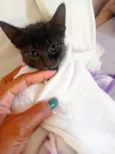 Gato