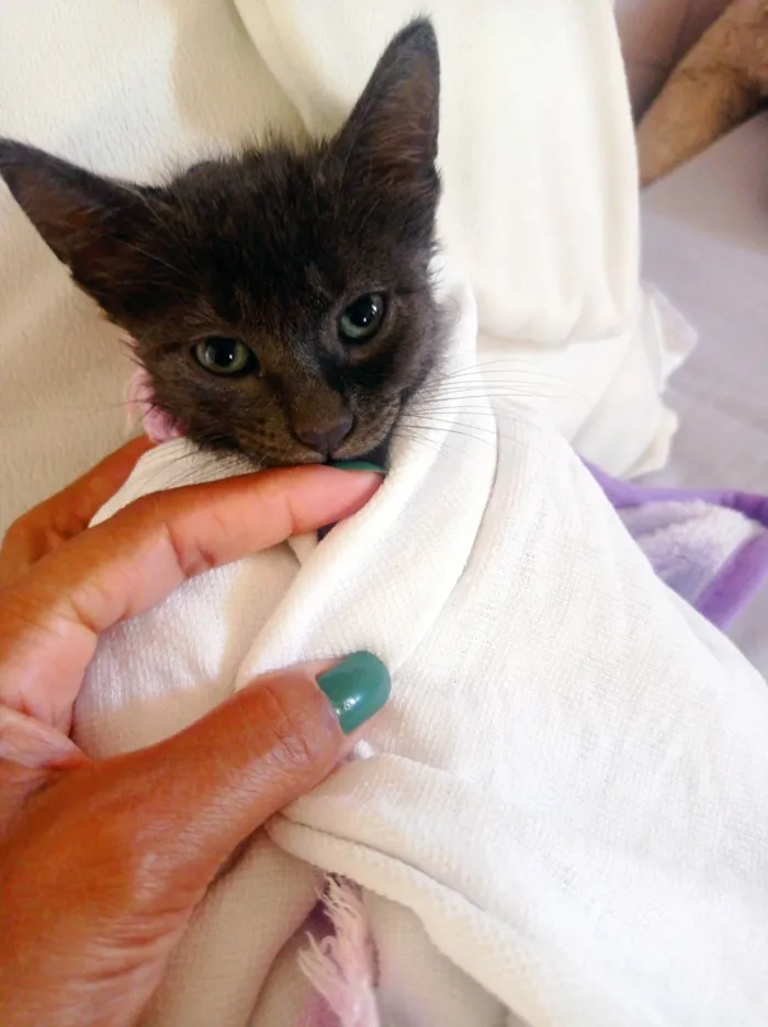 Gato ra a SRD-ViraLata idade 2 a 6 meses nome Gato