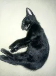 Gato
