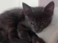 Gato